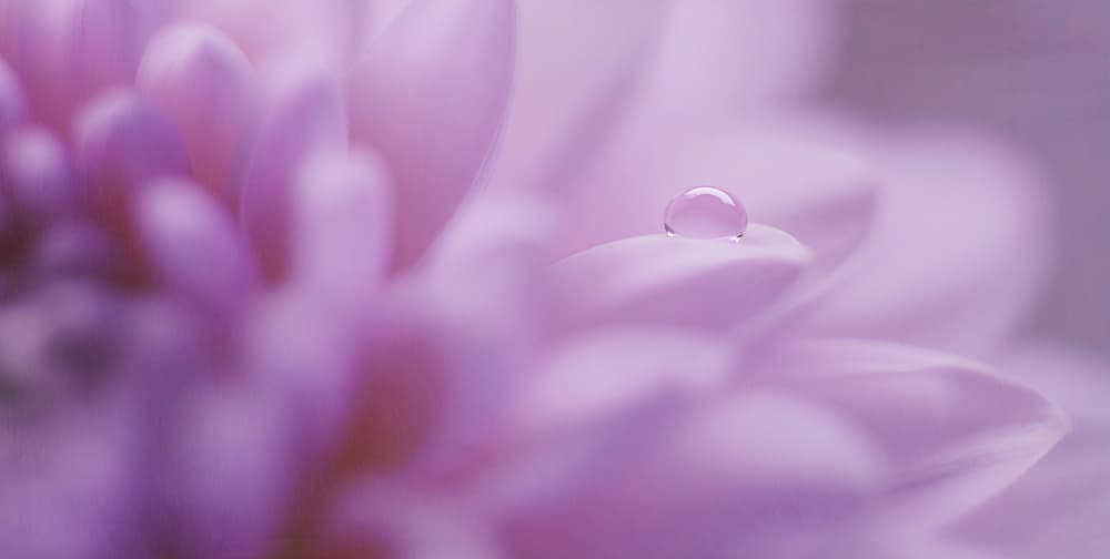 Lavender Dew Drop by Treechild — canvas wall art