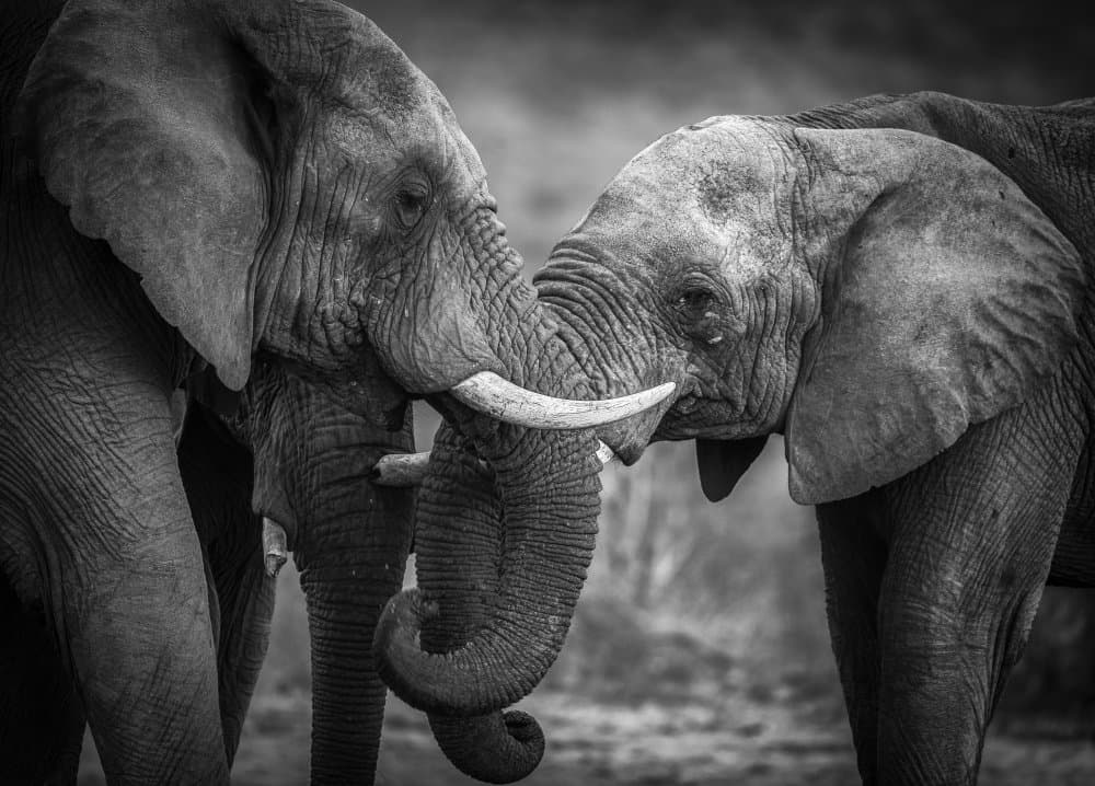 Tender Elephant Embrace by Jaco Marx — canvas wall art