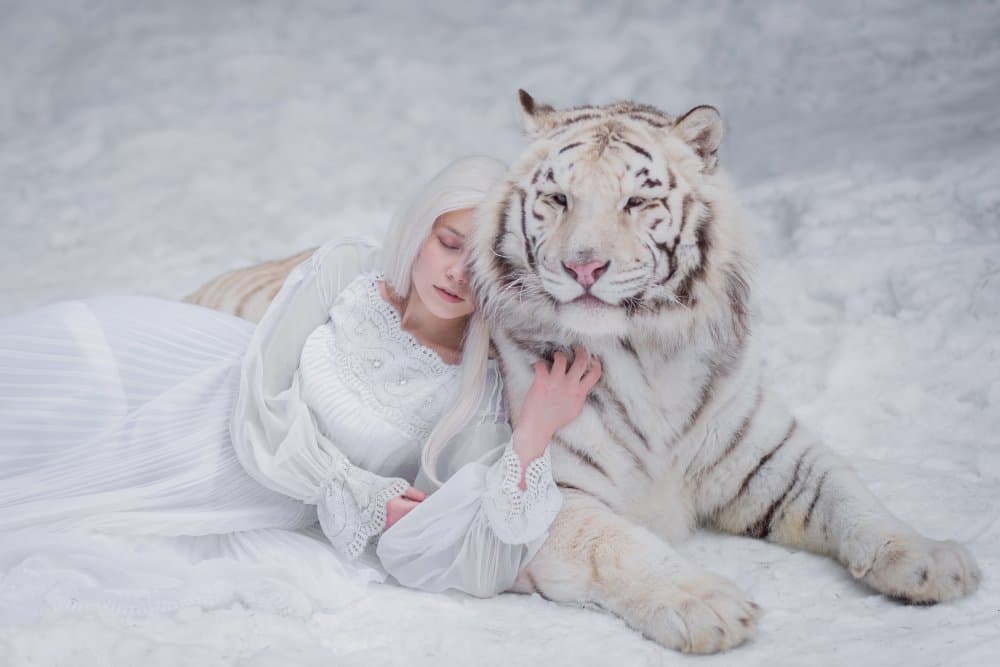 White Tiger Winter Embrace by Olga Barantseva — canvas wall art