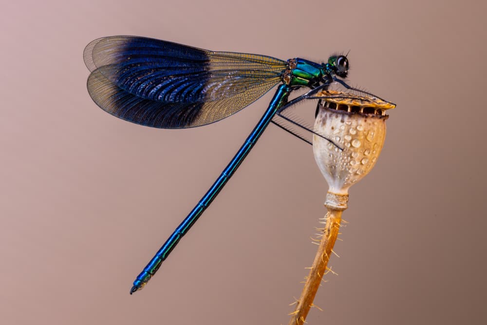 Iridescent Blue Dragonfly by Azim Khan Ronnie — canvas wall art