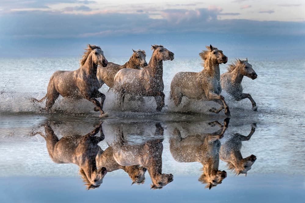 Wild Horses Running Water by Xavier Ortega — canvas wall art
