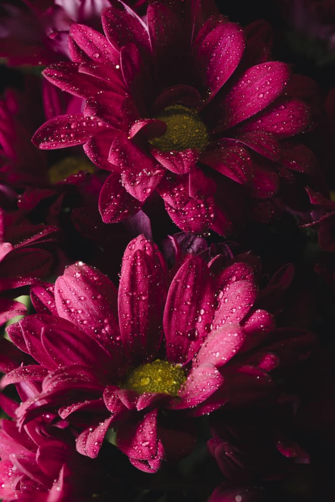 Dew Kissed Flowers by Christian Lindgren — canvas wall art