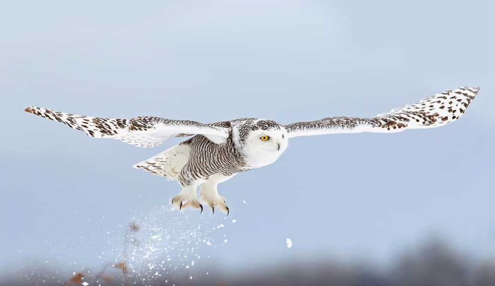 Snowy Owl in Flight by Jim Cumming — canvas wall art