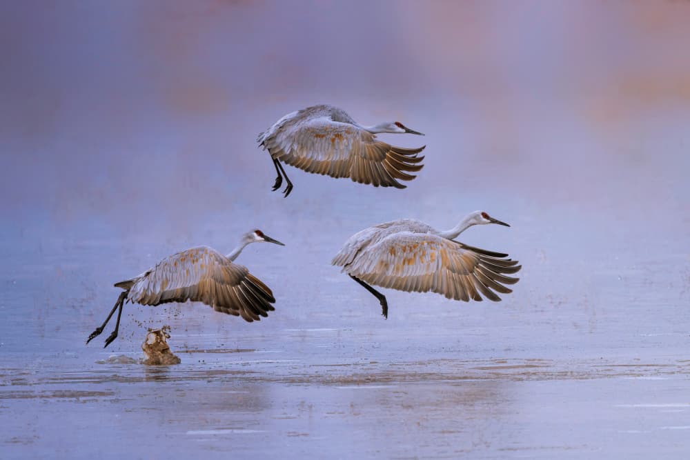 Misty Crane Takeoff by Leah Xu — canvas wall art