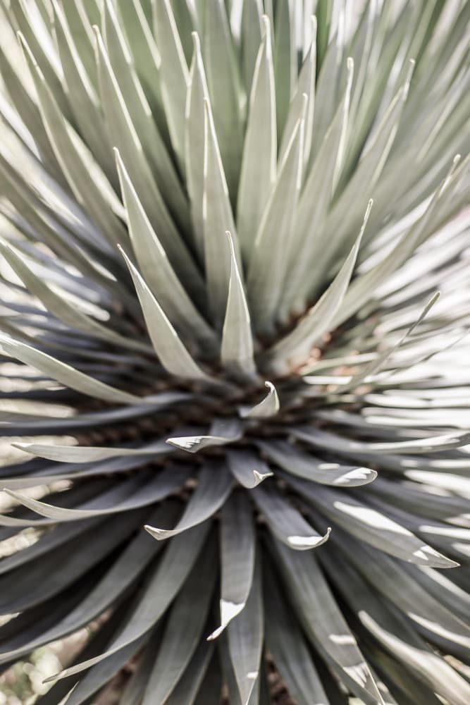 Spiky Serenity by Shot by Clint — canvas wall art