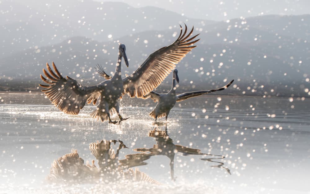 Pelicans Splashing Golden Light by Nanda Bussers — canvas wall art