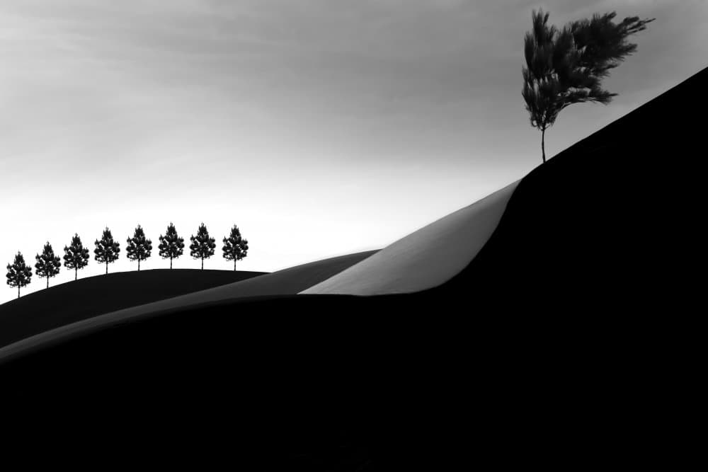 Monochrome Hillside Trees by amir masoud arabshshi — canvas wall art