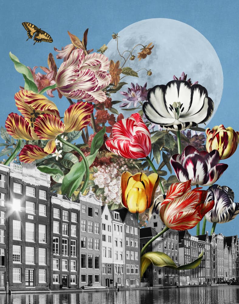 Surreal Amsterdam Tulips