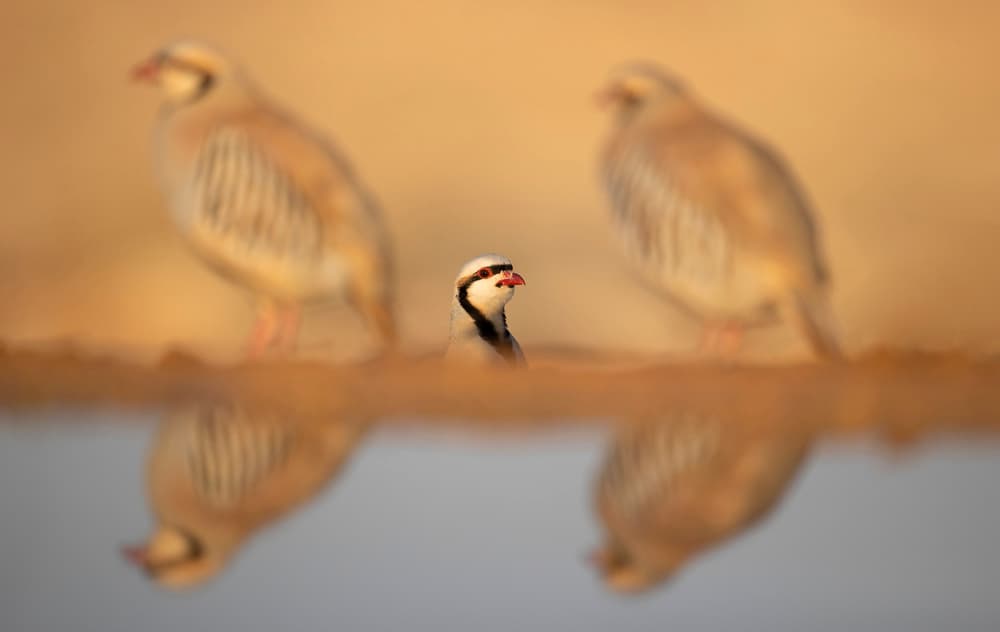 Chukar Partridge Reflection by Shlomo Waldmann — canvas wall art