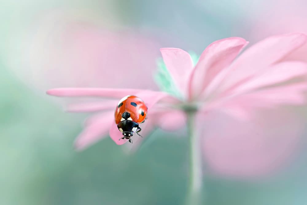 Ladybug on Pink Flower by Jacky Parker — canvas wall art