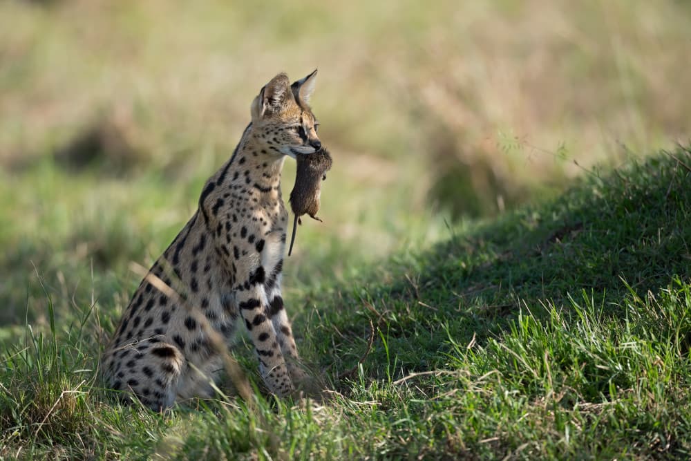 Serval Carrying Mouse by Marco Pozzi — canvas wall art