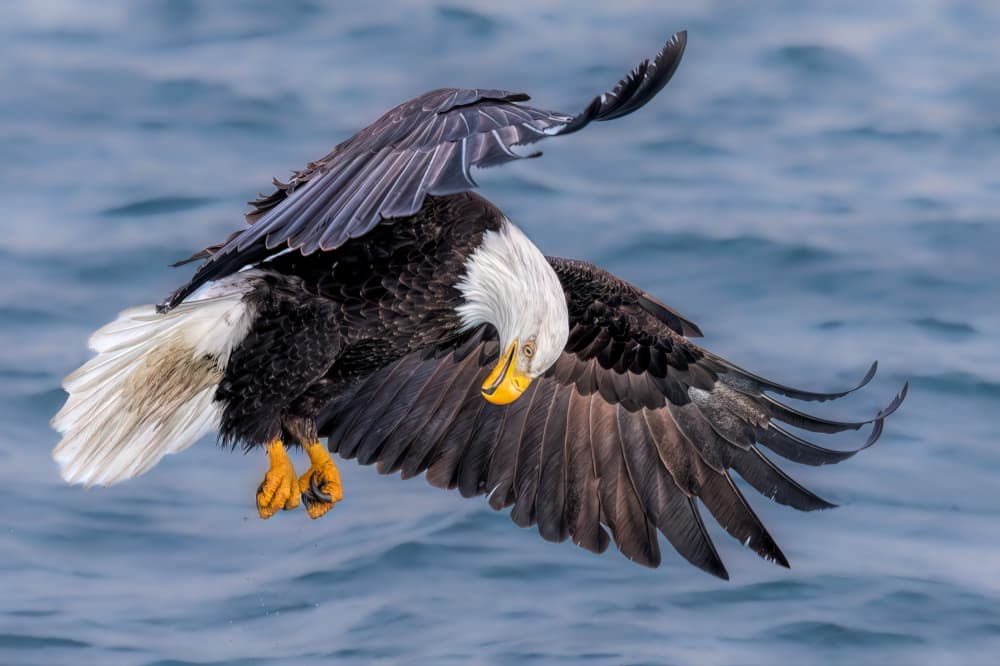 Bald Eagle Hunter by Jun Zuo — canvas wall art