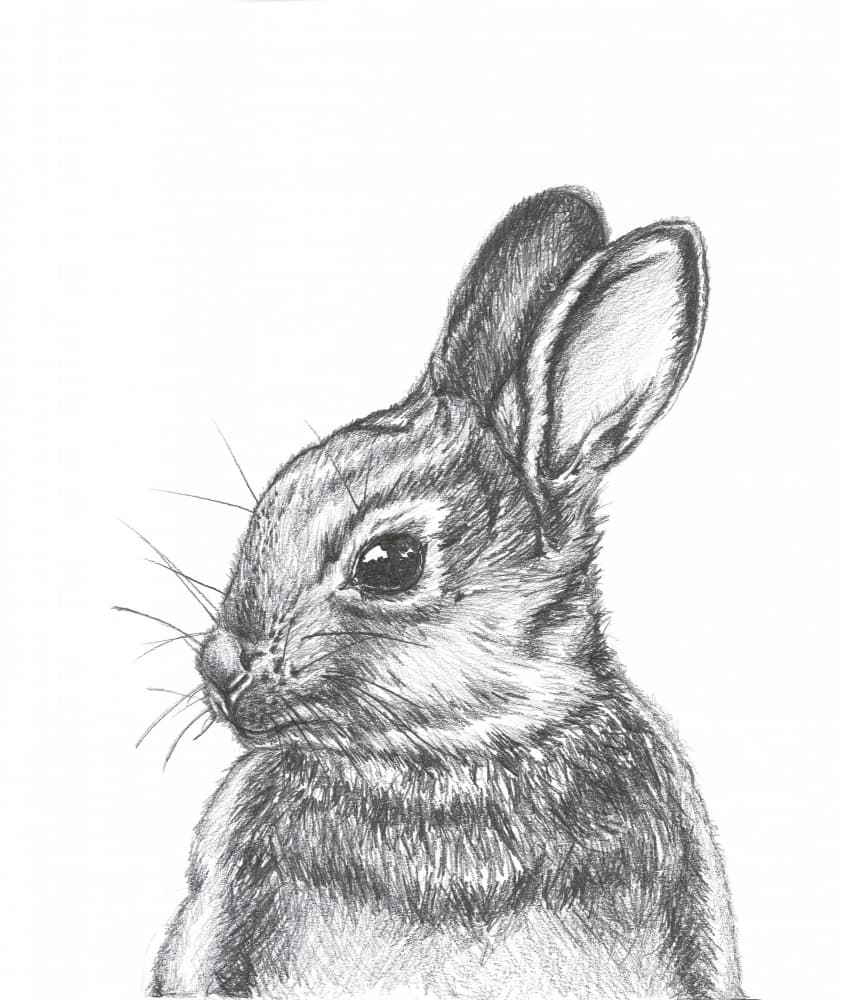 Curious Wild Bunny by Lor Muller — canvas wall art