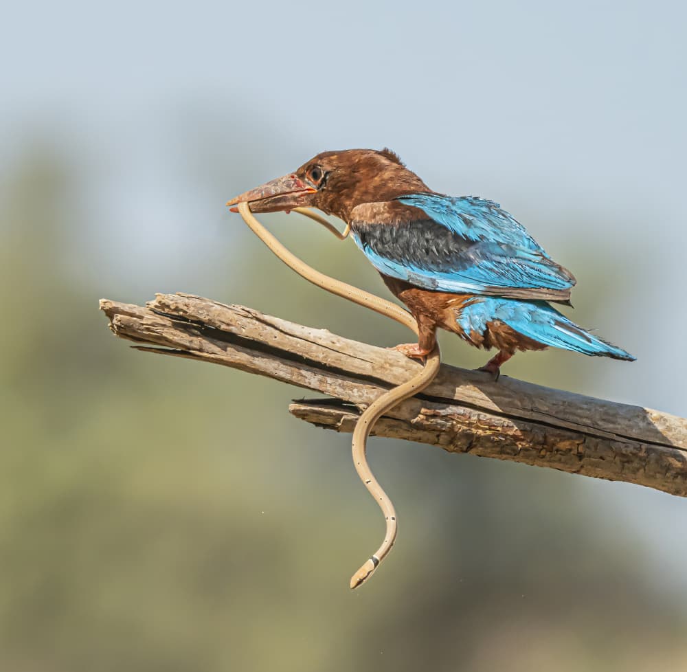 Kingfisher Catches Snake by Boris Lichtman — canvas wall art