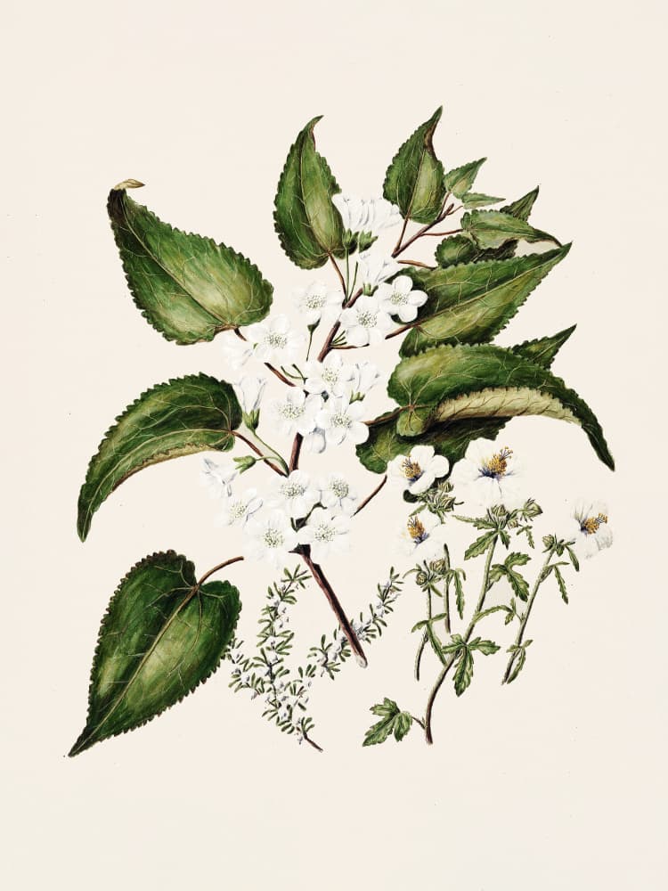 Hibiscus Trianium  By Sarah Featon (1848–1927 by Sarah Featon — canvas wall art