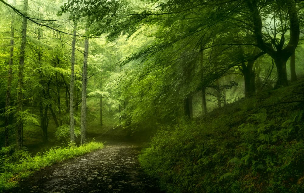 Misty Forest Path by Fran Osuna — canvas wall art