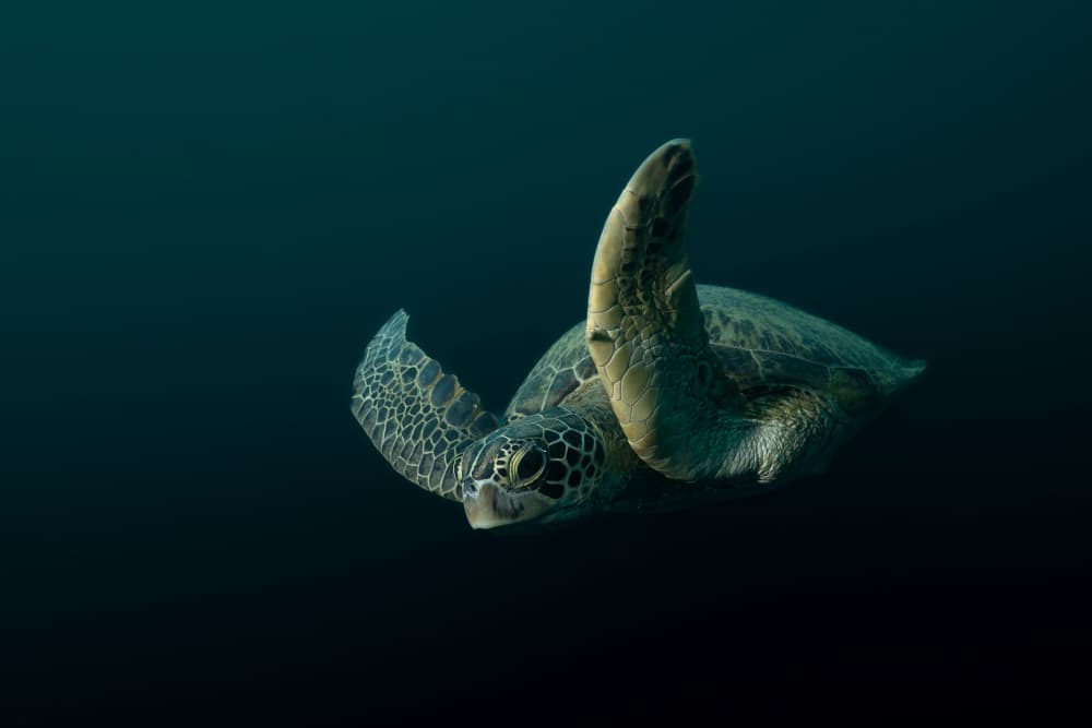 Graceful Sea Turtle by Serge Melesan — canvas wall art