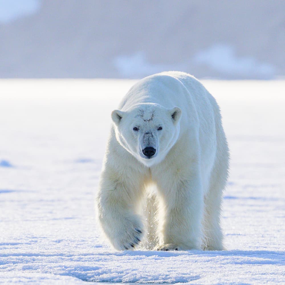 Majestic Polar Bear Walk by Som Prasad — canvas wall art