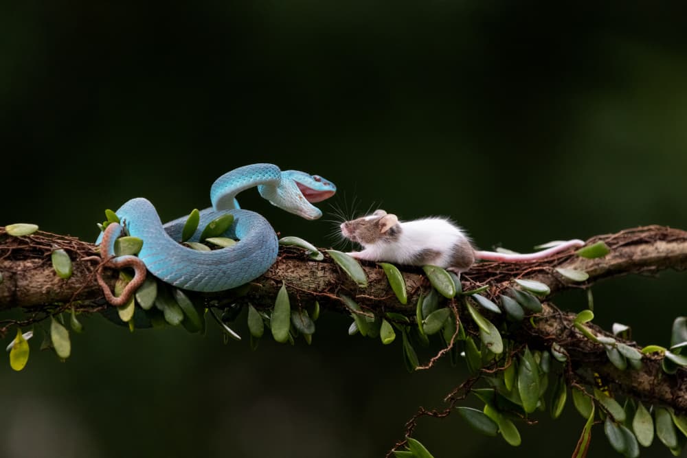 Blue Viper Hunts Mouse by Lisdiyanto Suhardjo — canvas wall art