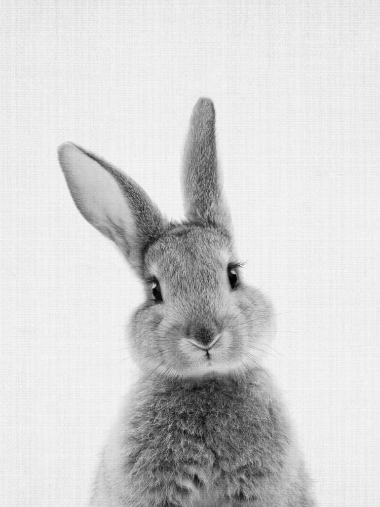 Curious Bunny Gaze by Lila &amp; Lola — canvas wall art