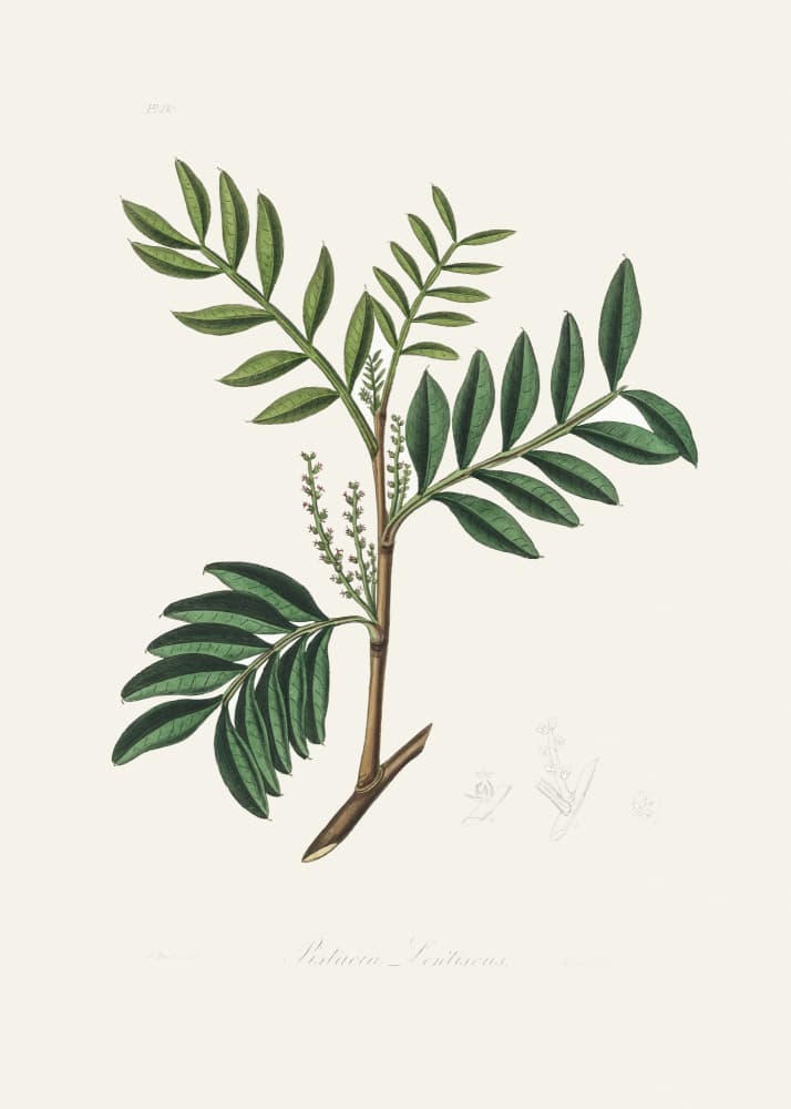 Lentisk (pistacia Lenitiscus) Medical Botany by John Stephenson and James Morss Churchill — canvas wall art