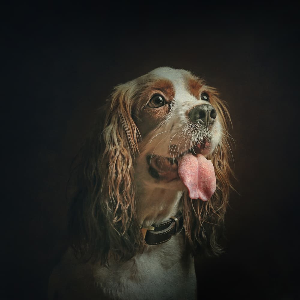 Happy Dog Portrait by Moein Hasheminasab — canvas wall art