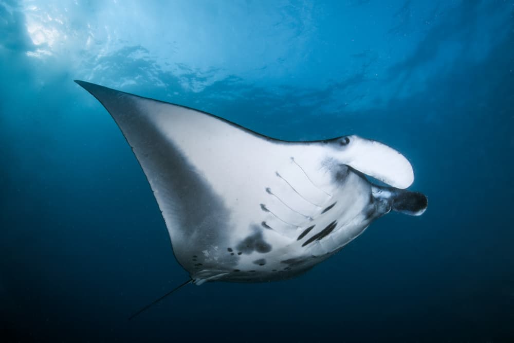 Graceful Manta Ray by Cédric Péneau — canvas wall art