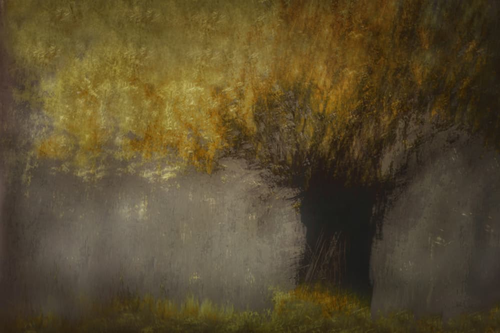 Pollard willow by Nel Talen — canvas wall art