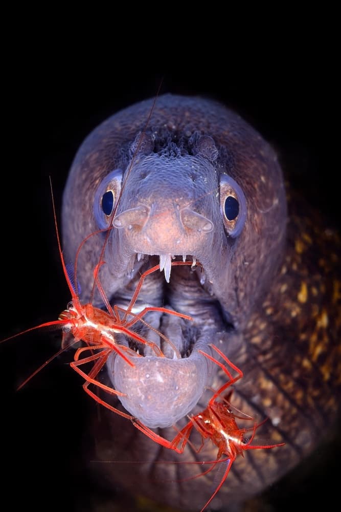 Moray Eel and Cleaner Shrimp by Sergi Garcia — canvas wall art