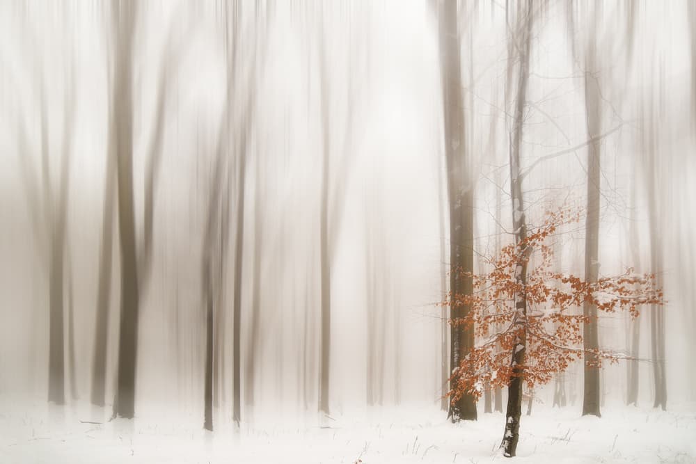Orange Leaves Winter Forest by Igor Tinak — canvas wall art