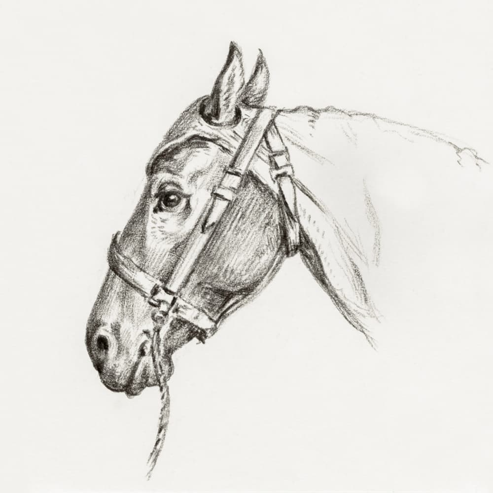Head of a Horse (1818)
