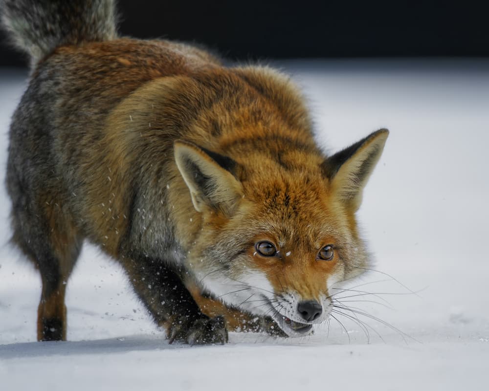 Focused Red Fox by Michaela Firešová — canvas wall art