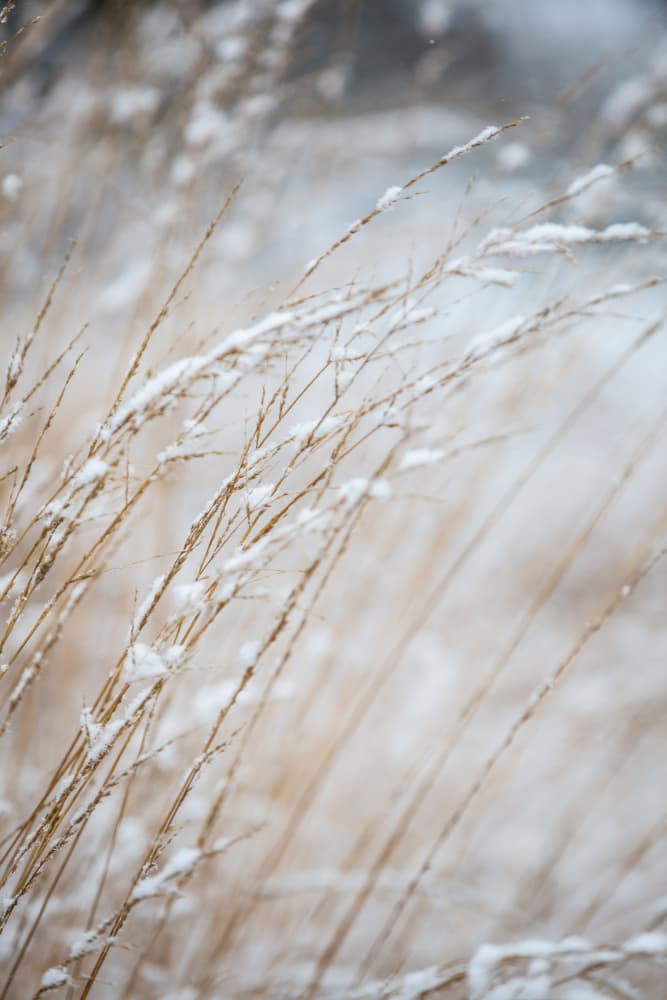 Winter Grass