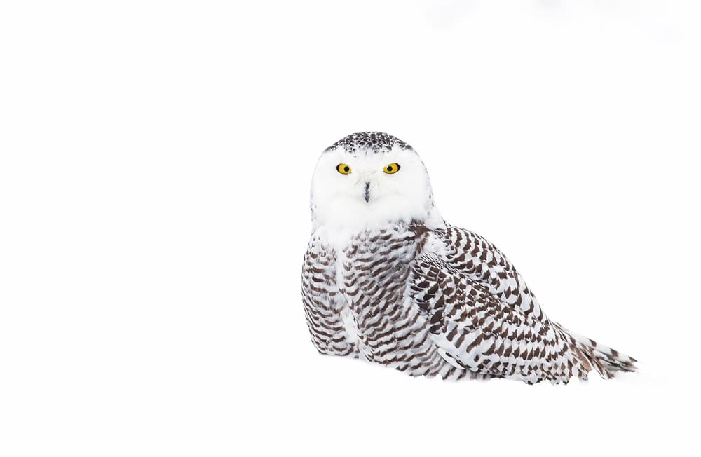 Majestic Snowy Owl by Jim Cumming — canvas wall art