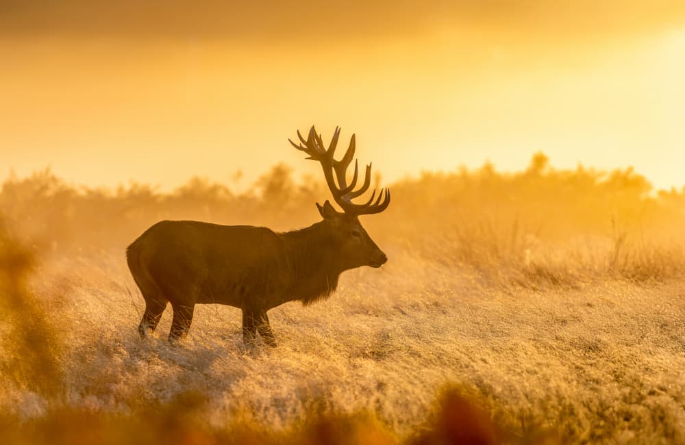 Golden Hour Stag by Radojica Jevric fotorax — canvas wall art