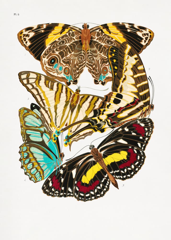 Butterflies 10 by Emile Alain Seguy — canvas wall art