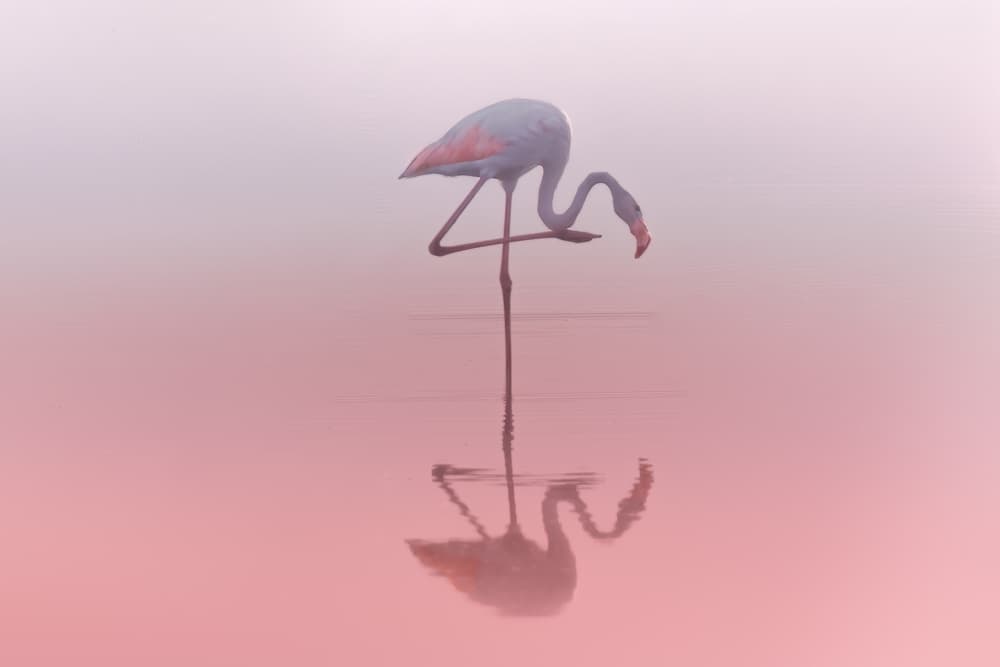 Pink Flamingo Reflection by Natalia Rublina — canvas wall art
