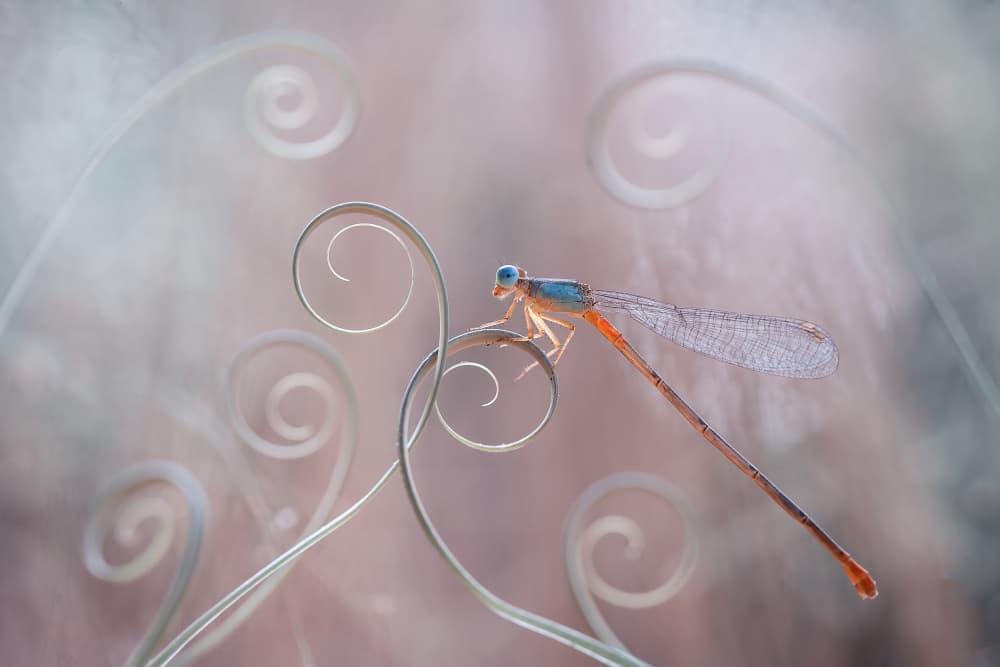 Delicate Damselfly Dreams by Abdul Gapur Dayak — canvas wall art