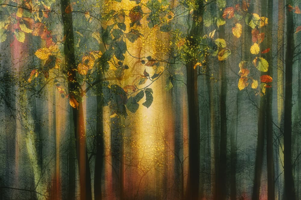 Sunlit Autumn Forest by Hilda van der Lee — canvas wall art