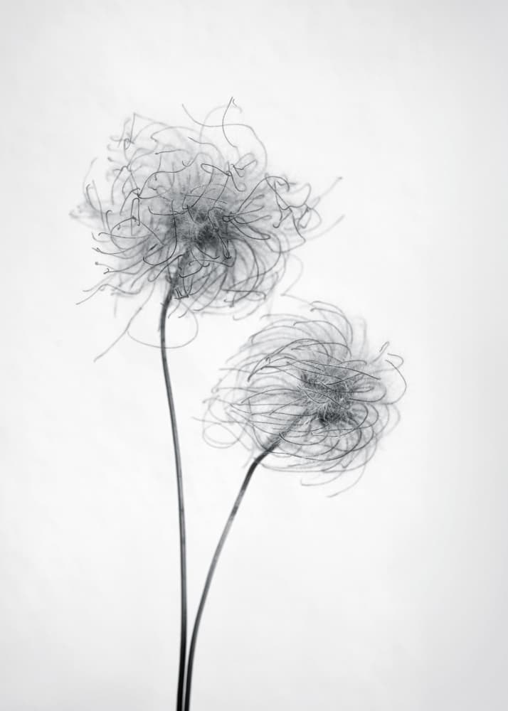 Wispy Seed Heads by Lotte Grønkjær — canvas wall art