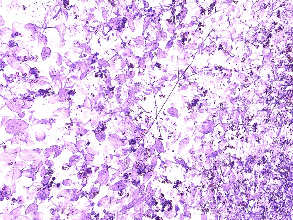 Purple Leaf Pattern by Santhosh ch — canvas wall art