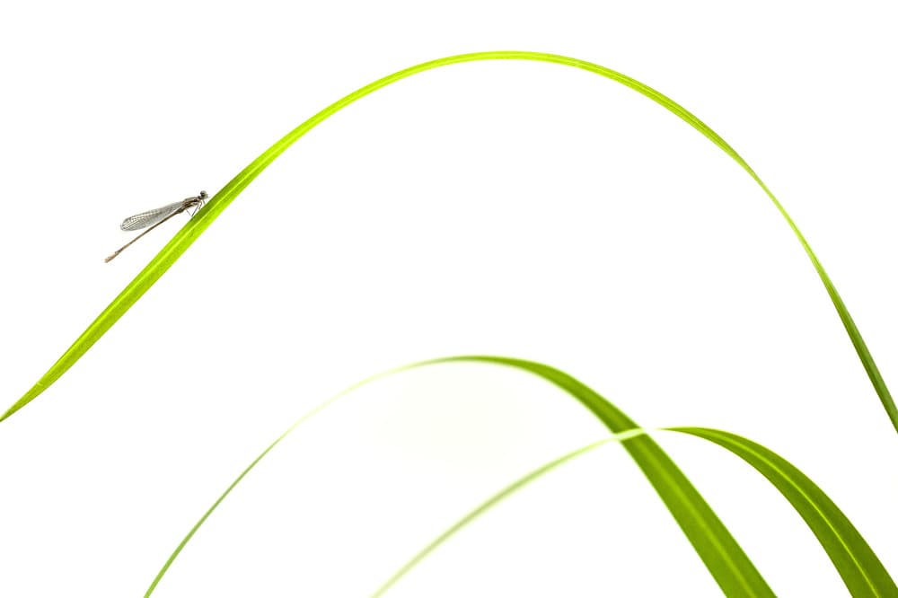 Graceful Damselfly On Green by Piet Haaksma — canvas wall art