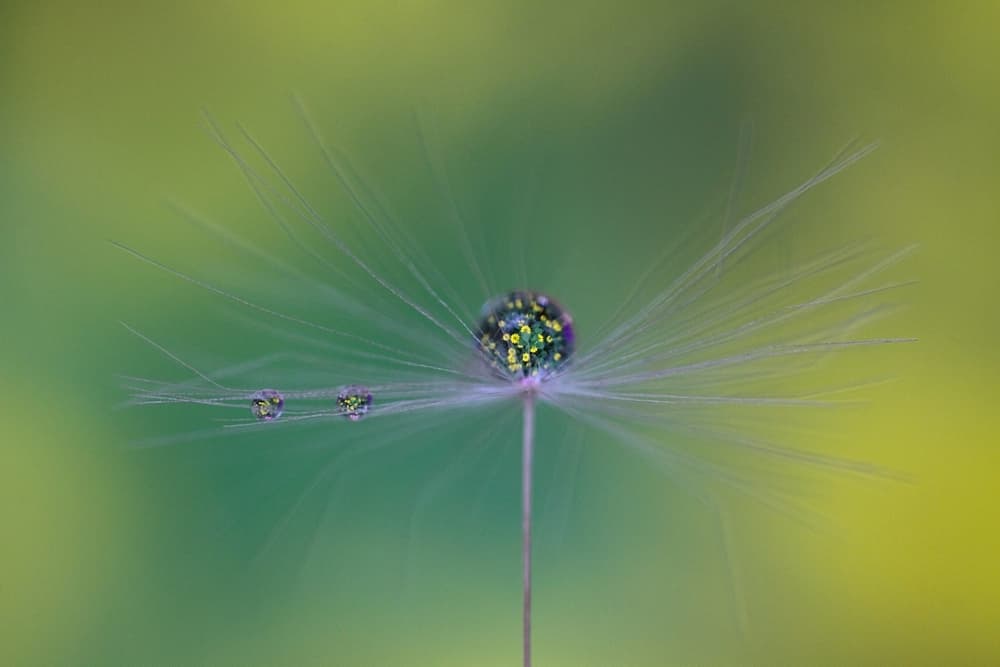Sparkling Dandelion Seed by Bertrand Kulik — canvas wall art