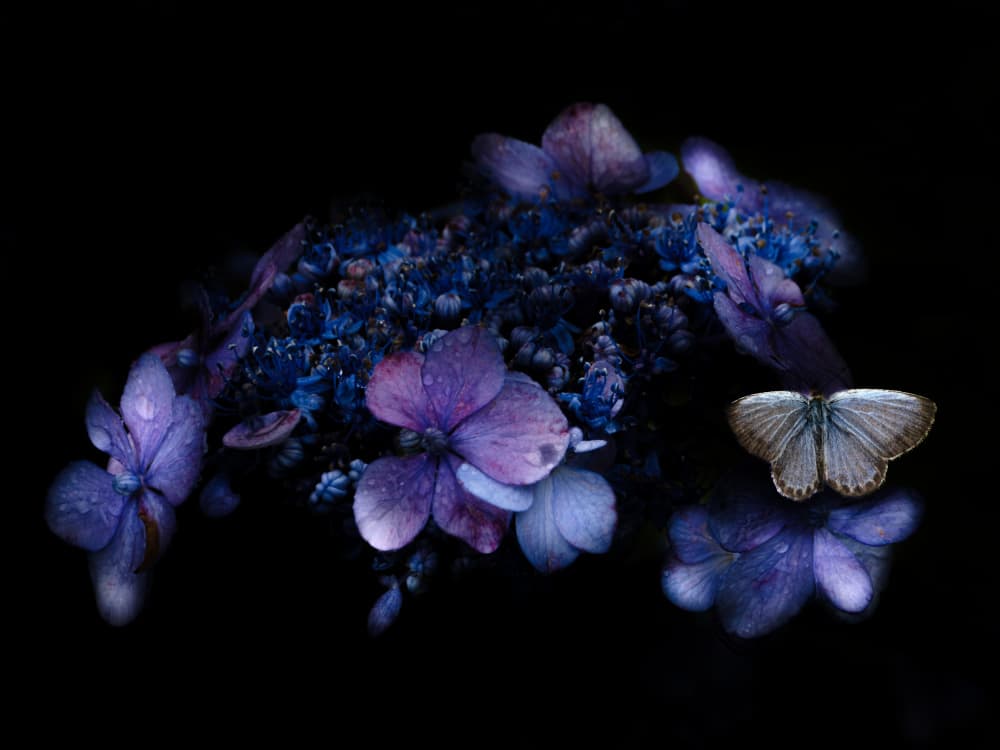 Dark Floral Butterfly by 市岡弘光 — canvas wall art