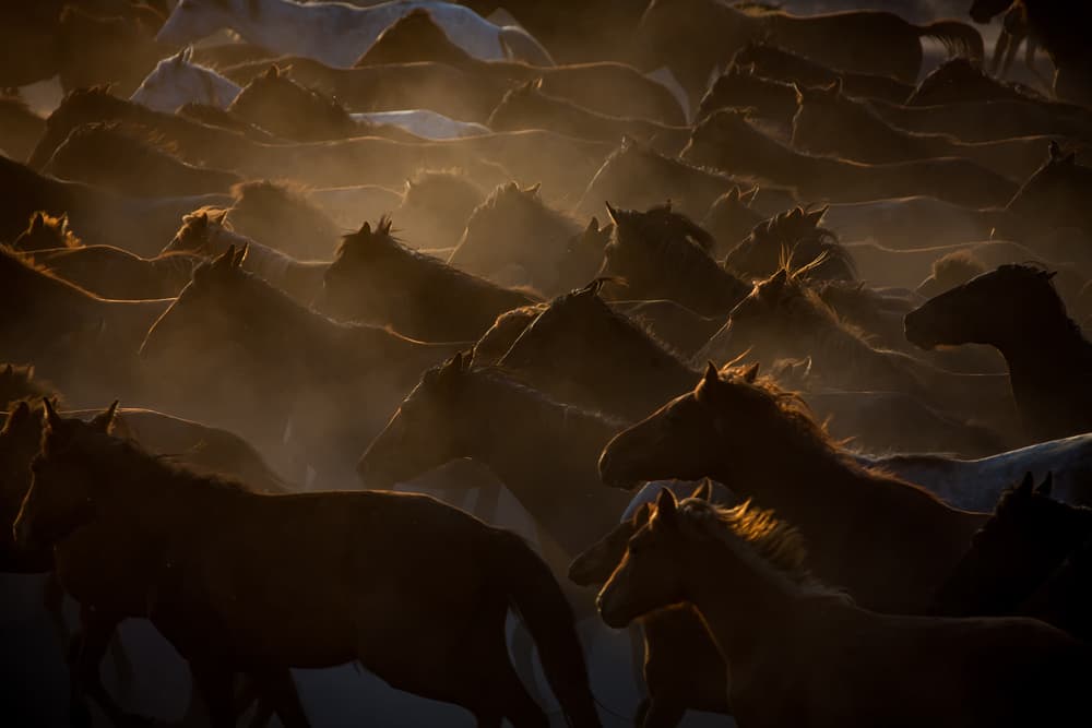 Galloping Wild Horses by Ramiz Sahin — canvas wall art