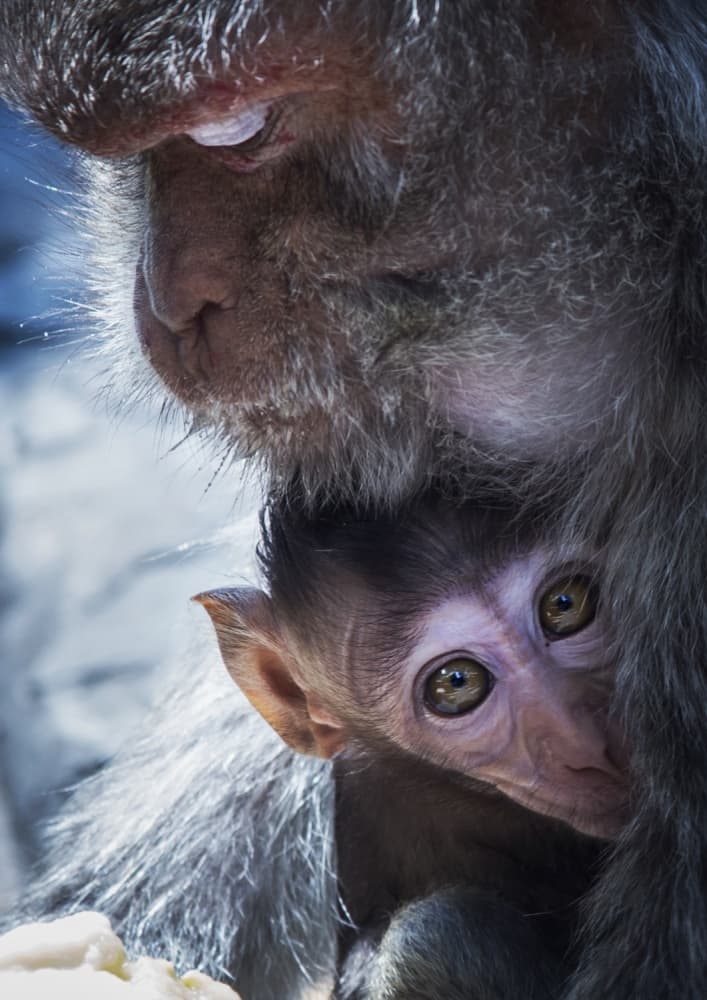 Monkey Mother and Child by Phat Dao Tan — canvas wall art