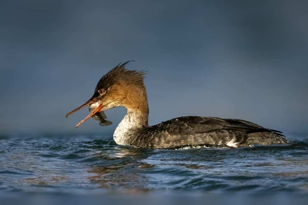 Duck With A Fish by Robert Zhang — canvas wall art