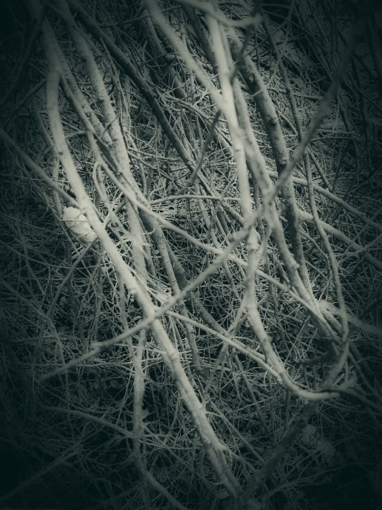 Tangled Winter Branches by Angelo Cerantola — canvas wall art