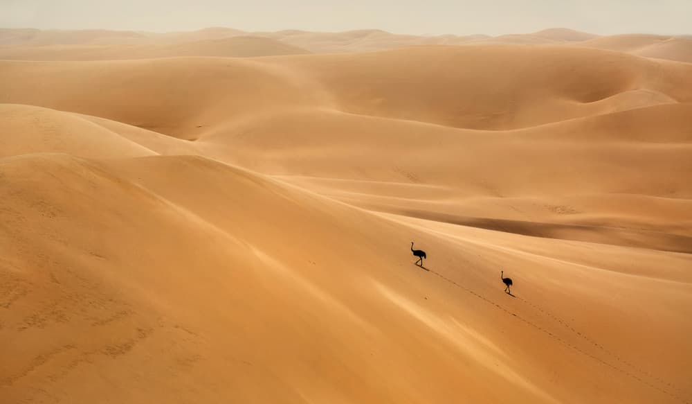 Golden Dunes Ostriches by Anne Berger — canvas wall art