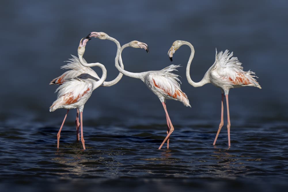 Graceful Flamingo Dance by Mallal Moshe — canvas wall art